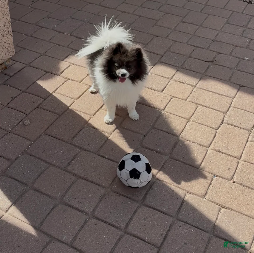 Pomsky dogs for sale: Pomsky Puppy 2 - Ad 4