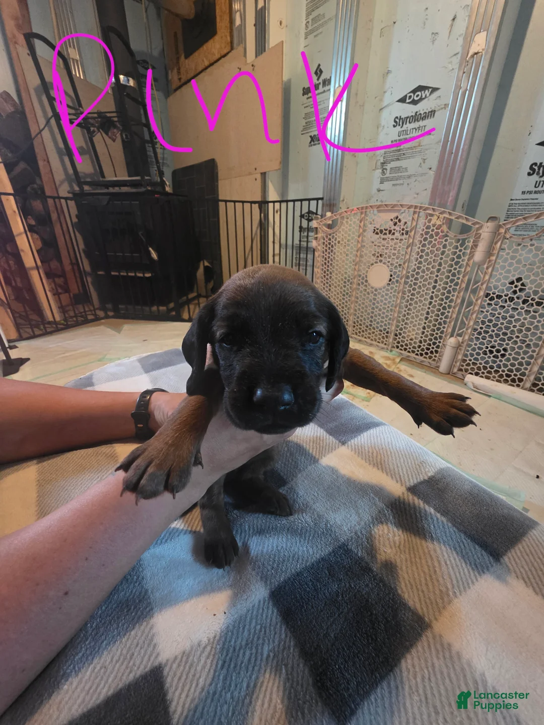 Other breed dogs for sale: Bavarian Mountain Scent Hound Pink Female Pup - Ad 1