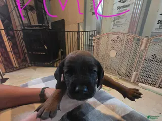Other breed dogs Bavarian Mountain Scent Hound Pink Female Pup - Ad 16