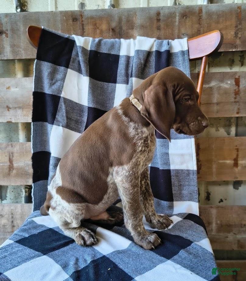 German Shorthaired Pointer dogs Chase - Ad 1