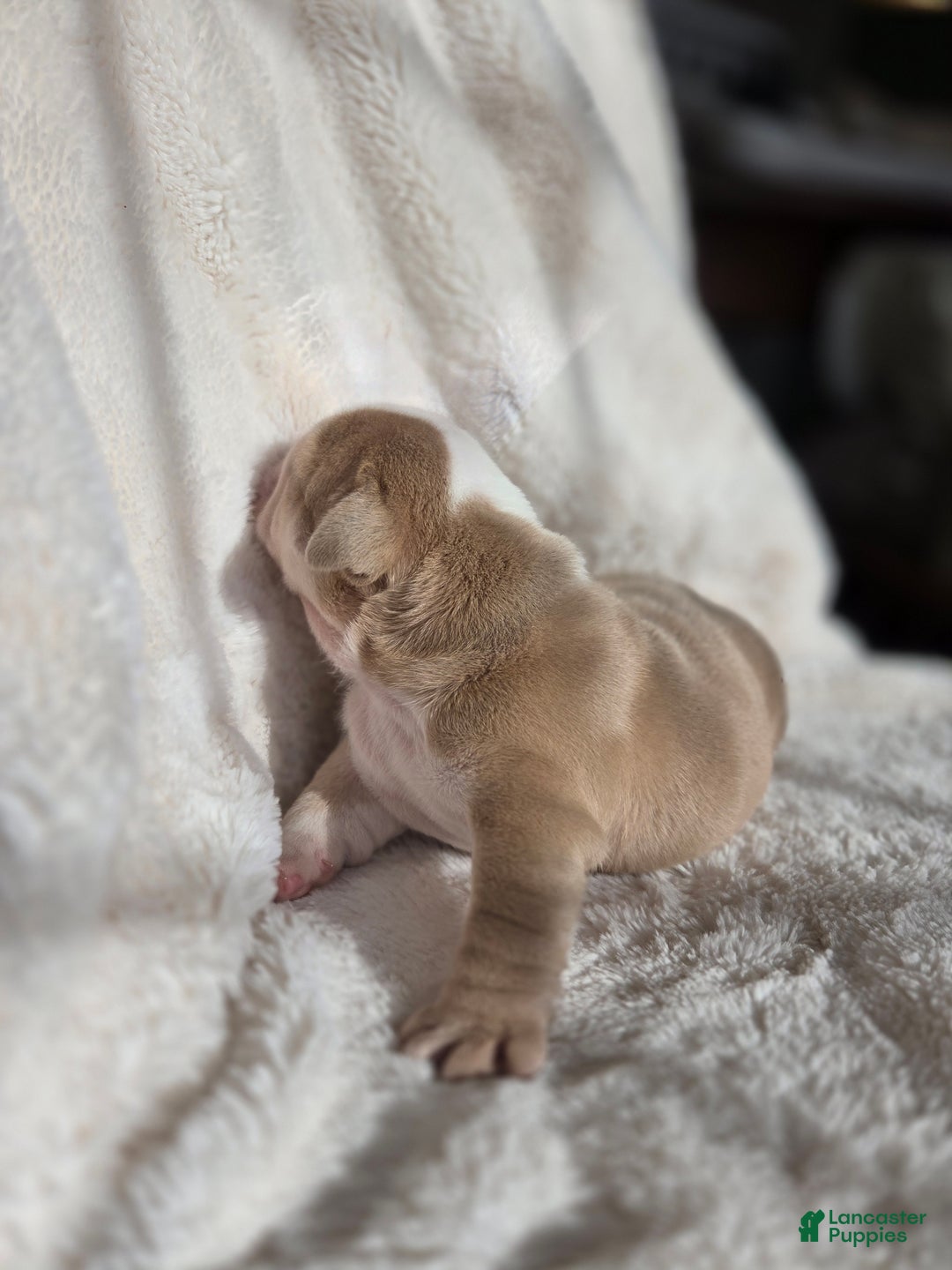 English Bulldog dogs for sale: Creme Puff - Ad 4