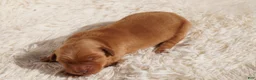 Golden Retriever dogs for sale: Daisy -AKC, Genetically Clear - Ad 56
