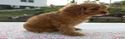 Cavapoo dogs for sale: Tina - Ad 4