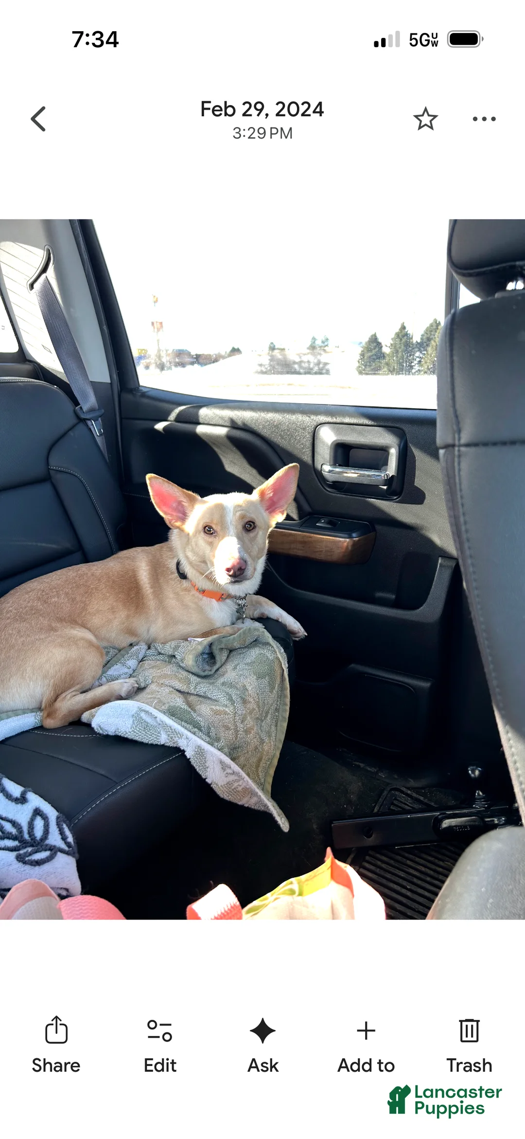 Mixed Breed dogs for sale: Mixed Breed Puppy 1 - Ad 1