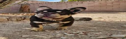 French Bulldog dogs for sale: French Bulldog Puppy 1 - Ad 12