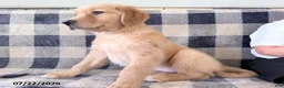 Golden Retriever dogs for sale: Destiny - Ad 3