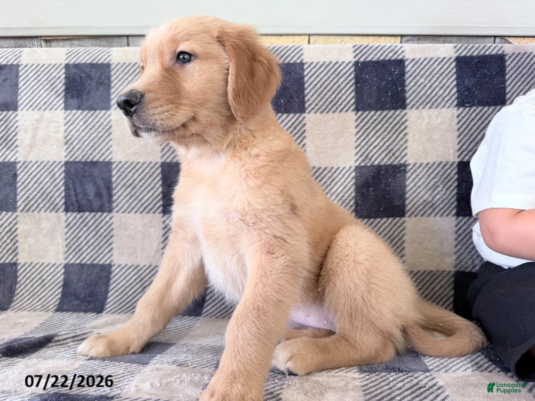 Golden Retriever dogs for sale: Destiny - Ad 3