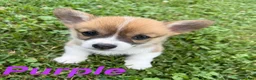 Welsh Corgi Pembroke dogs for sale: Idgie  - Ad 5