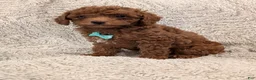 Miniature Poodle dogs for sale: Bingo - Ad 6