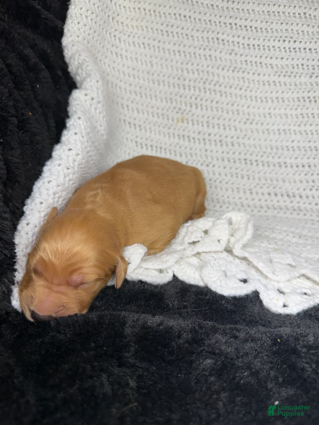 Golden Retriever dogs for sale: Golden Retriever Puppy 10 - Ad 1