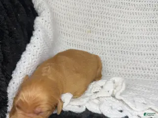 Golden Retriever dogs Golden Retriever Puppy 10 - Ad 20