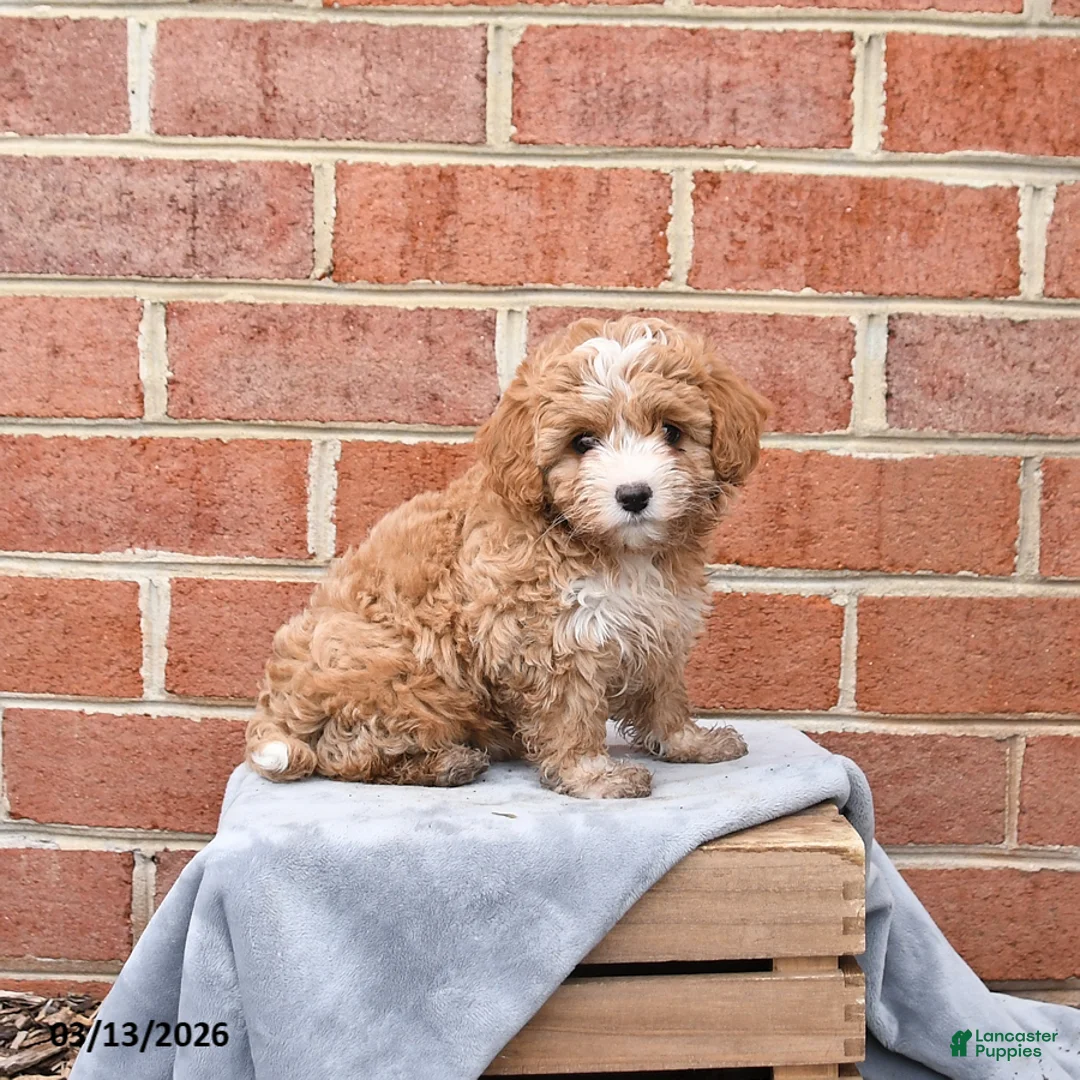 Maltipoo dogs for sale: Penny - Ad 1