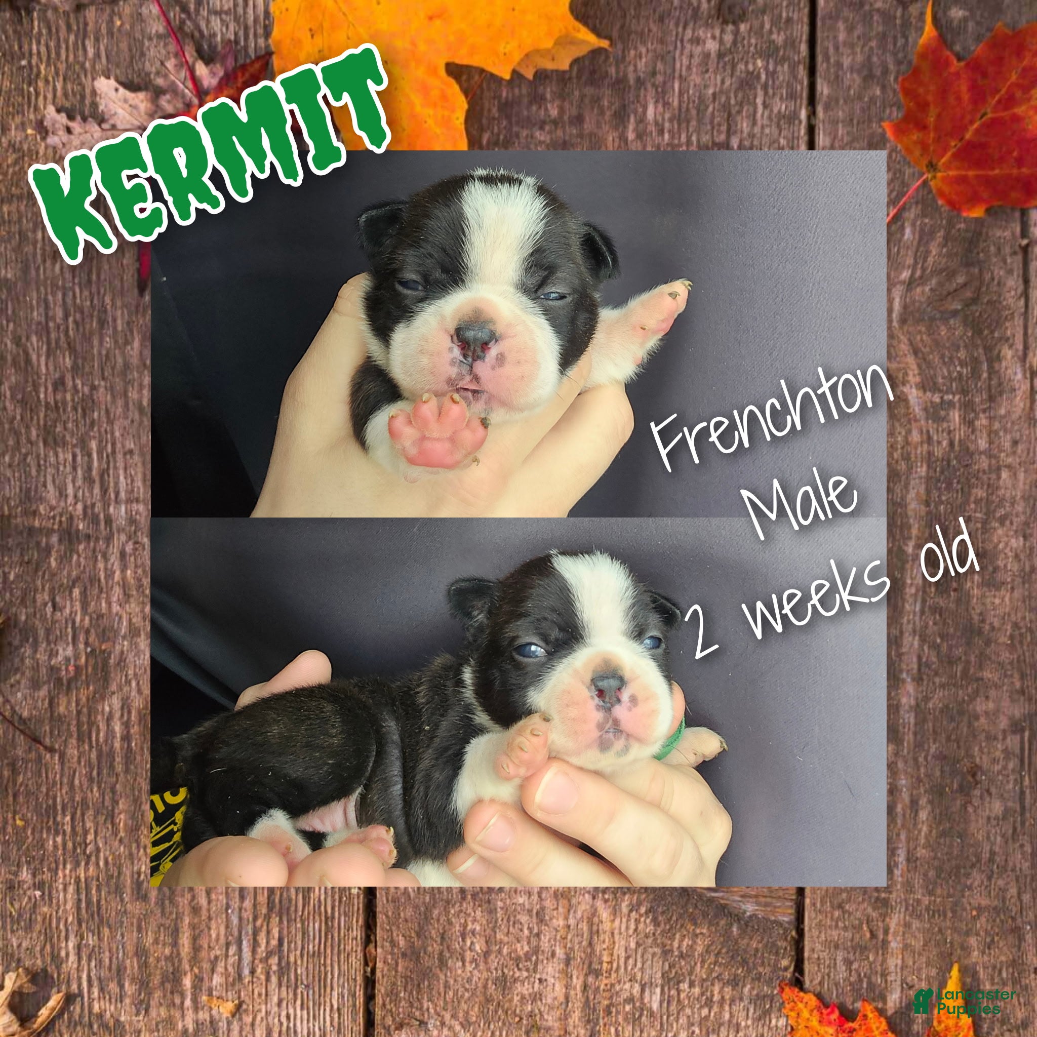 Frenchton dogs Kermit - Ad 31