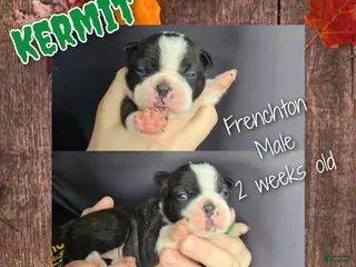 Frenchton dogs Kermit - Ad 31