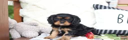Cavalier King Charles Spaniel dogs for sale: Max - Ad 11