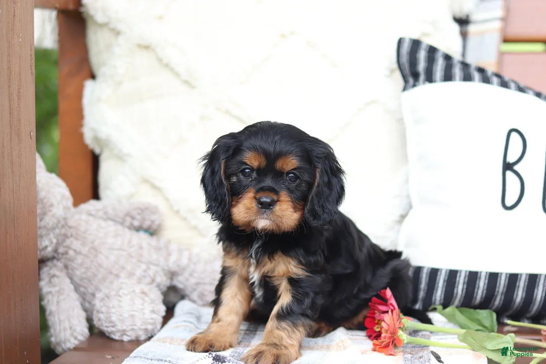 Cavalier King Charles Spaniel dogs for sale: Max - Ad 11
