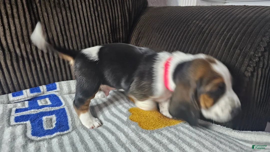 Basset Hound dogs for sale: Basset Hound 1 - Ad 2