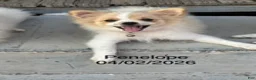 Pomeranian dogs for sale: Penelope - Ad 3