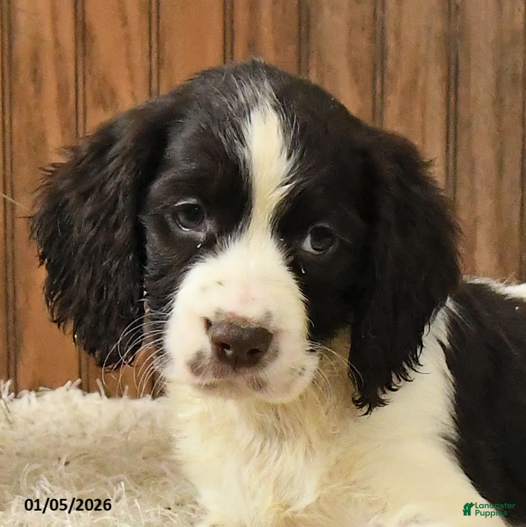 English Springer Spaniel dogs for sale: Frida  - Ad 2