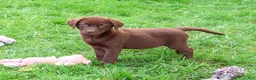 Labrador Retriever dogs for sale: Mabel - Ad 6