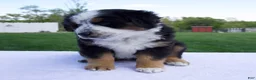 Australian Shepherd dogs for sale: Patrick - Ad 3