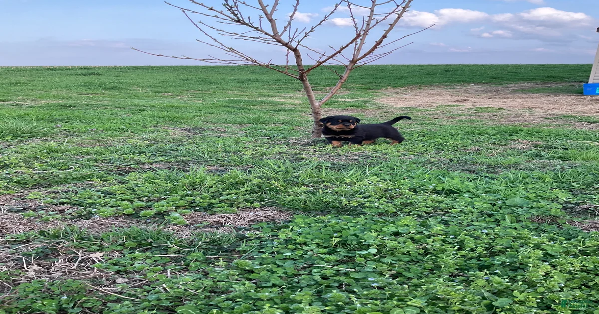 Charles Rottweiler for sale in Narvon | Lancaster Puppies