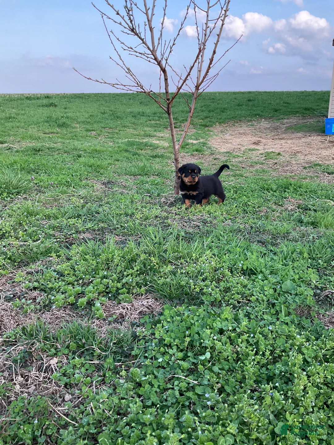 Rottweiler dogs for sale: Charles - Ad 1