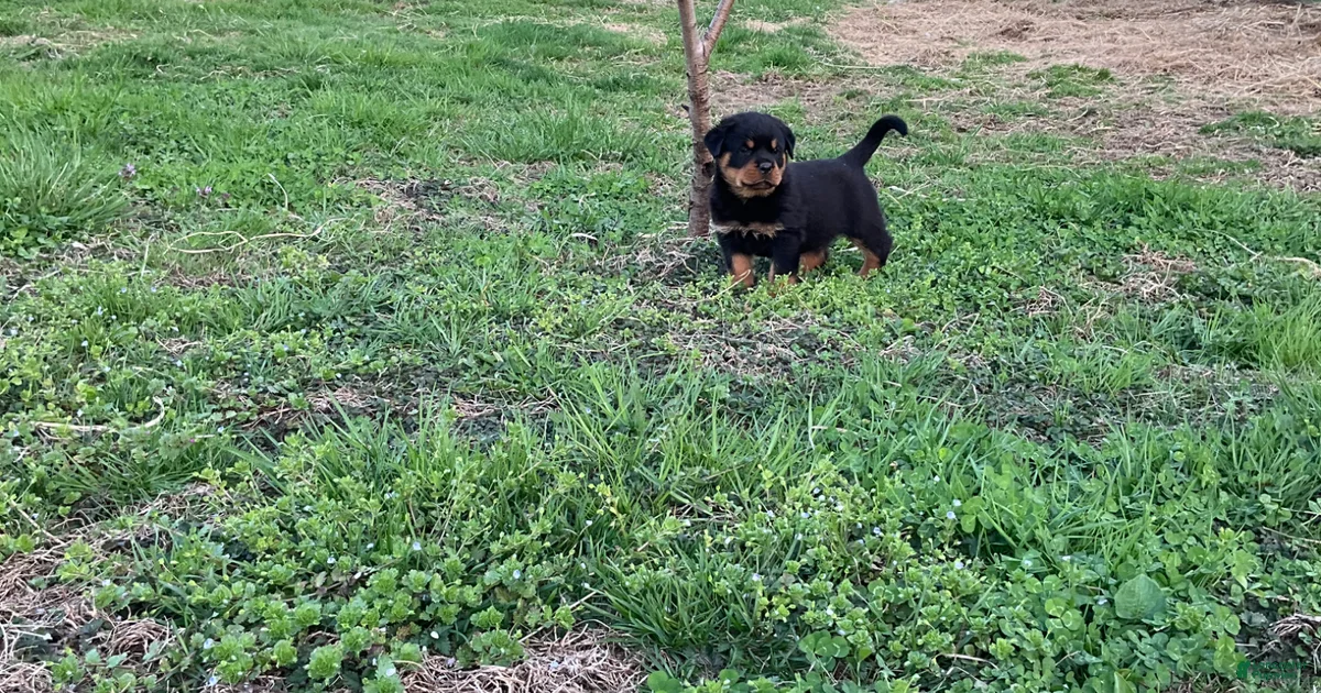 Charles Rottweiler for sale in Narvon | Lancaster Puppies