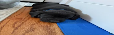 Labrador Retriever - Royal Blue Collar