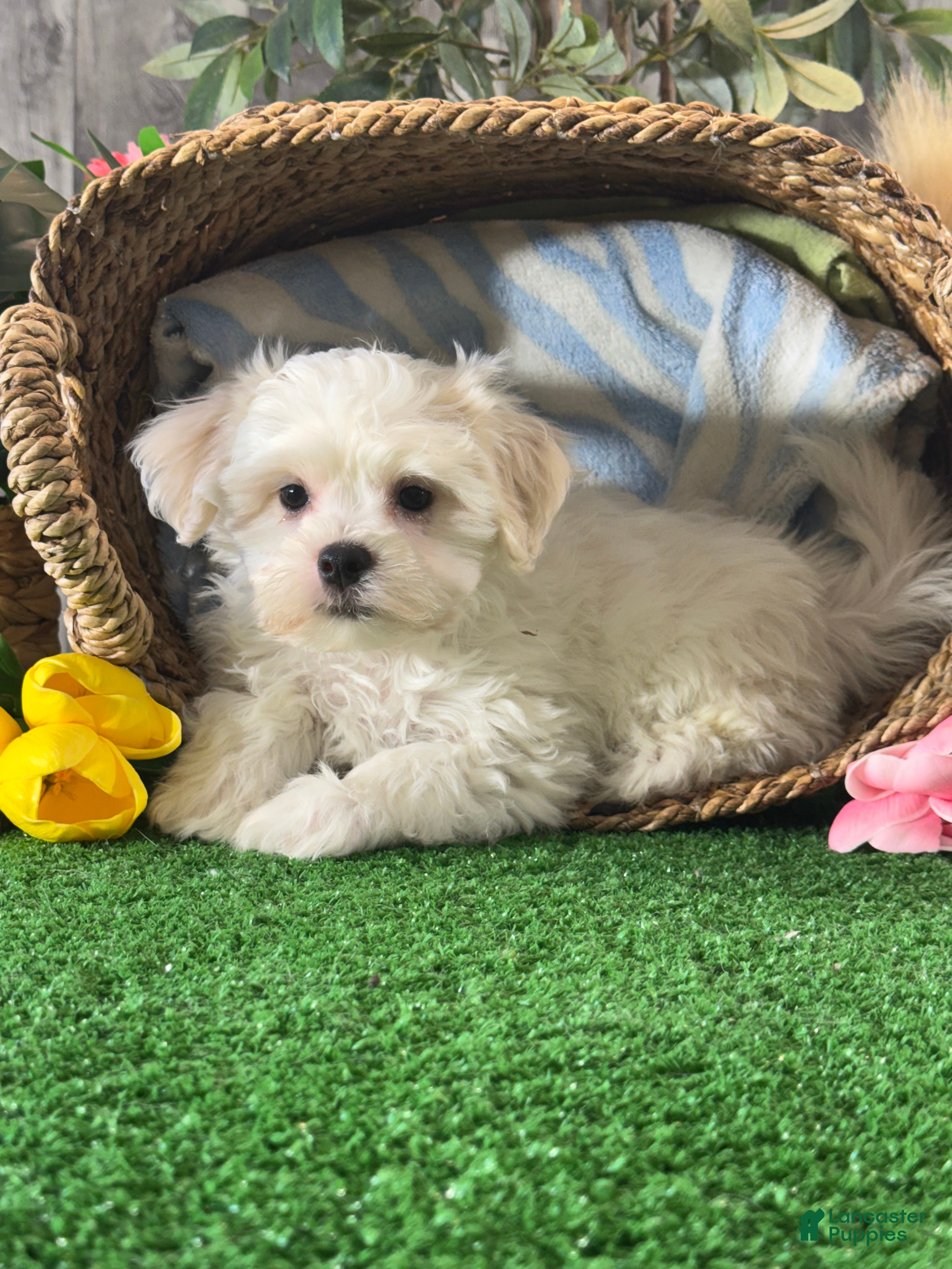 Mixed Breed dogs for sale: Louie - Ad 2