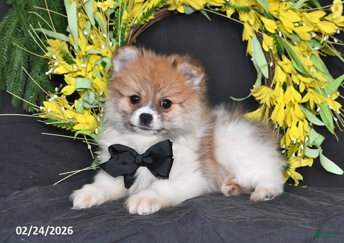 Pomeranian dogs Randy - Ad 1