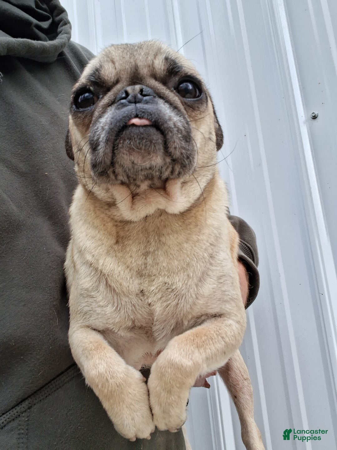Pug dogs for sale: Cooper - Ad 5