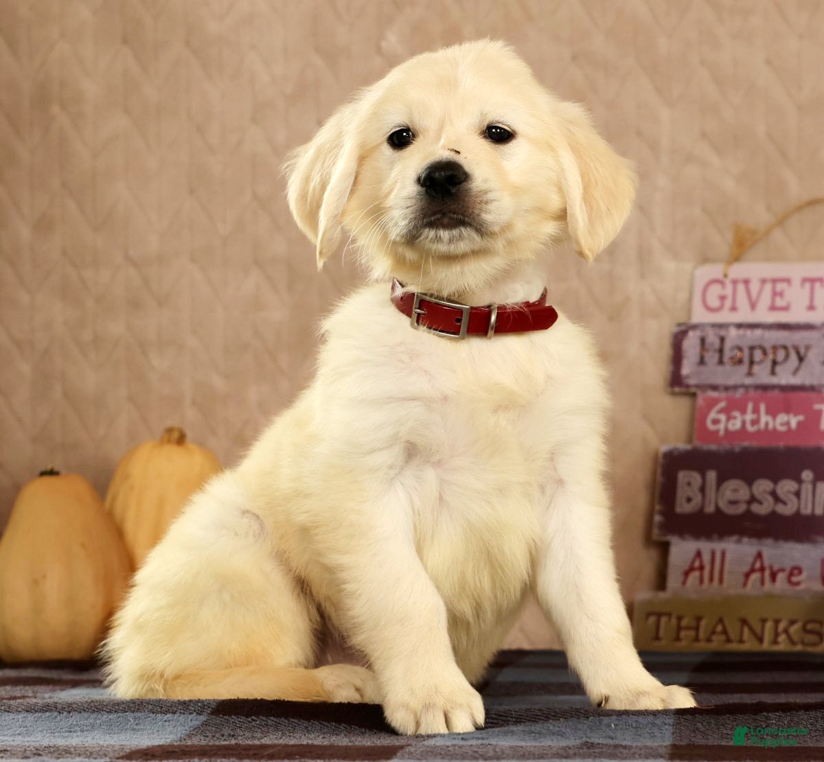 Golden Retriever dogs Gavin - Ad 2