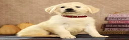 Golden Retriever dogs for sale: Gavin - Ad 2