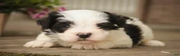 Havanese dogs for sale: Tammy Havanese Puppy  - Ad 3