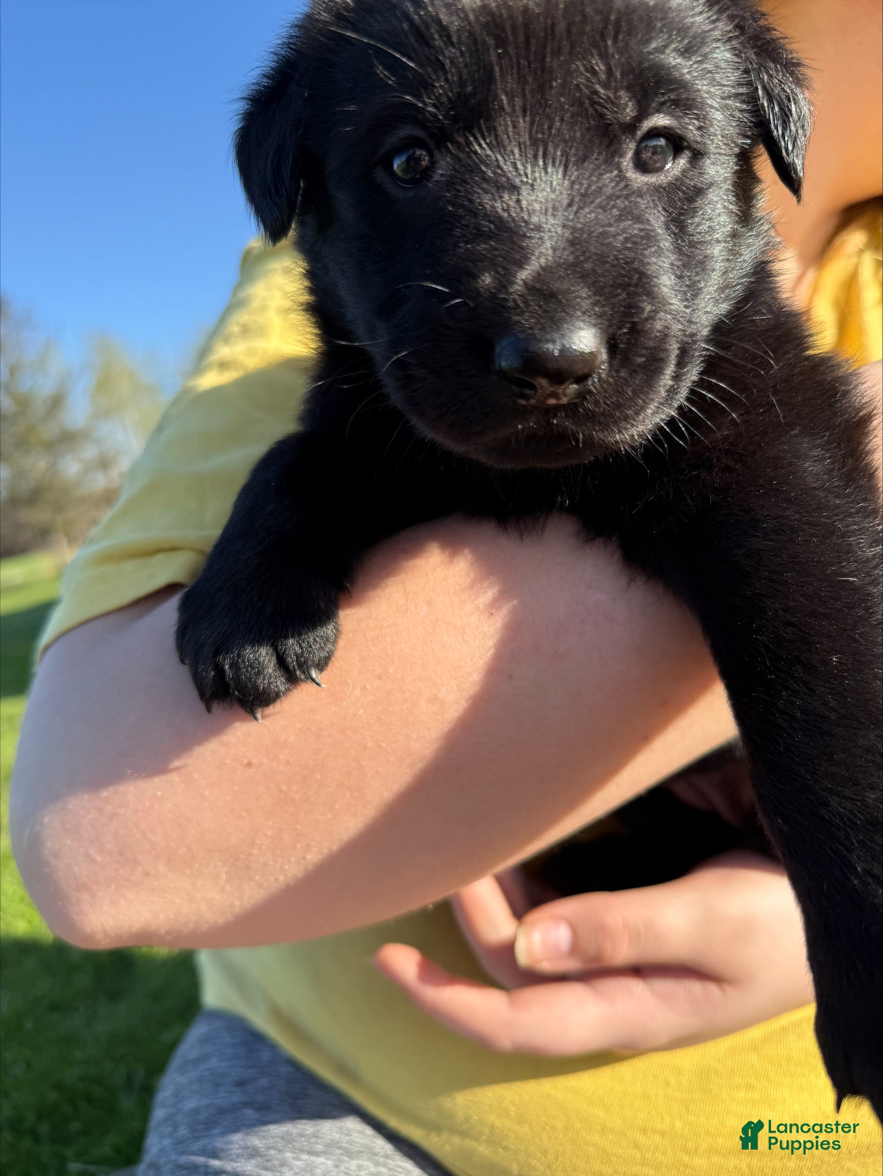 Sheprador dogs Bunny - Ad 6