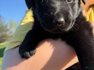Sheprador dogs Bunny - Ad 8