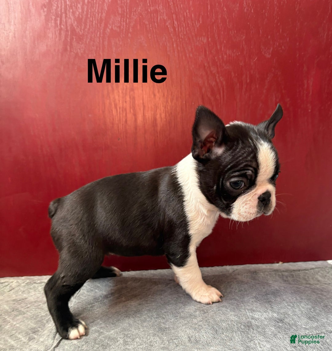 Boston Terrier dogs for sale: Boston Terrier Puppy 3 - Ad 3