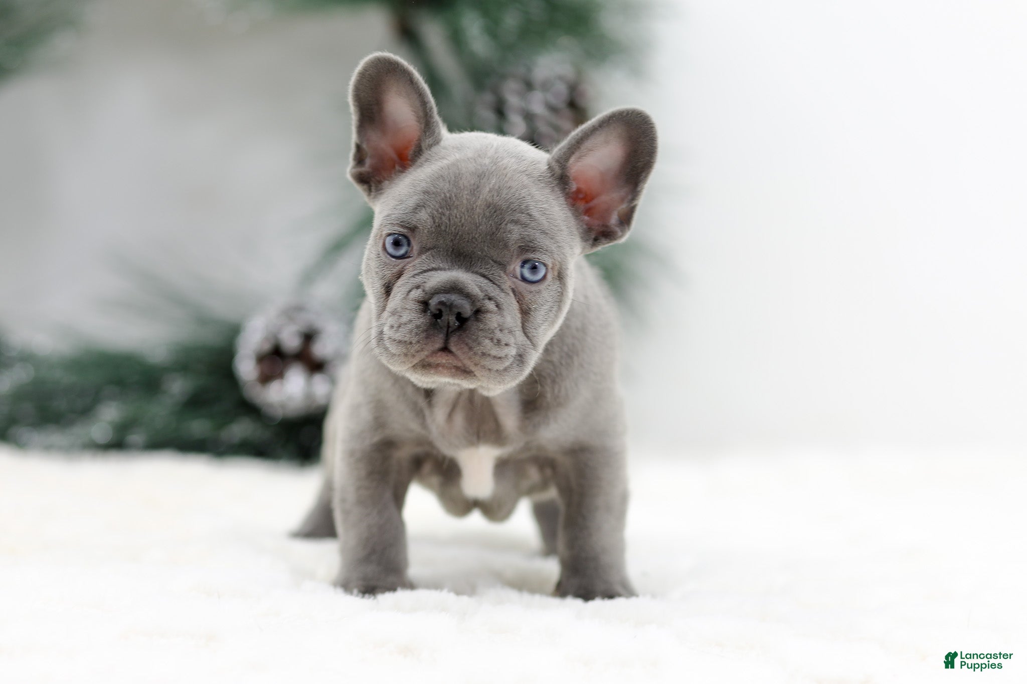 French Bulldog dogs Kaden - Ad 9