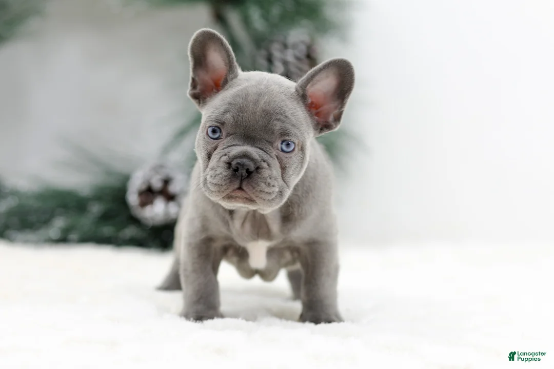 French Bulldog dogs for sale: Kaden - Ad 1