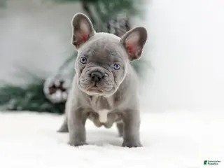 French Bulldog dogs Kaden - Ad 9