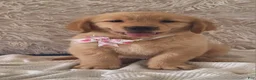 Golden Retriever dogs for sale: Macy - Ad 3