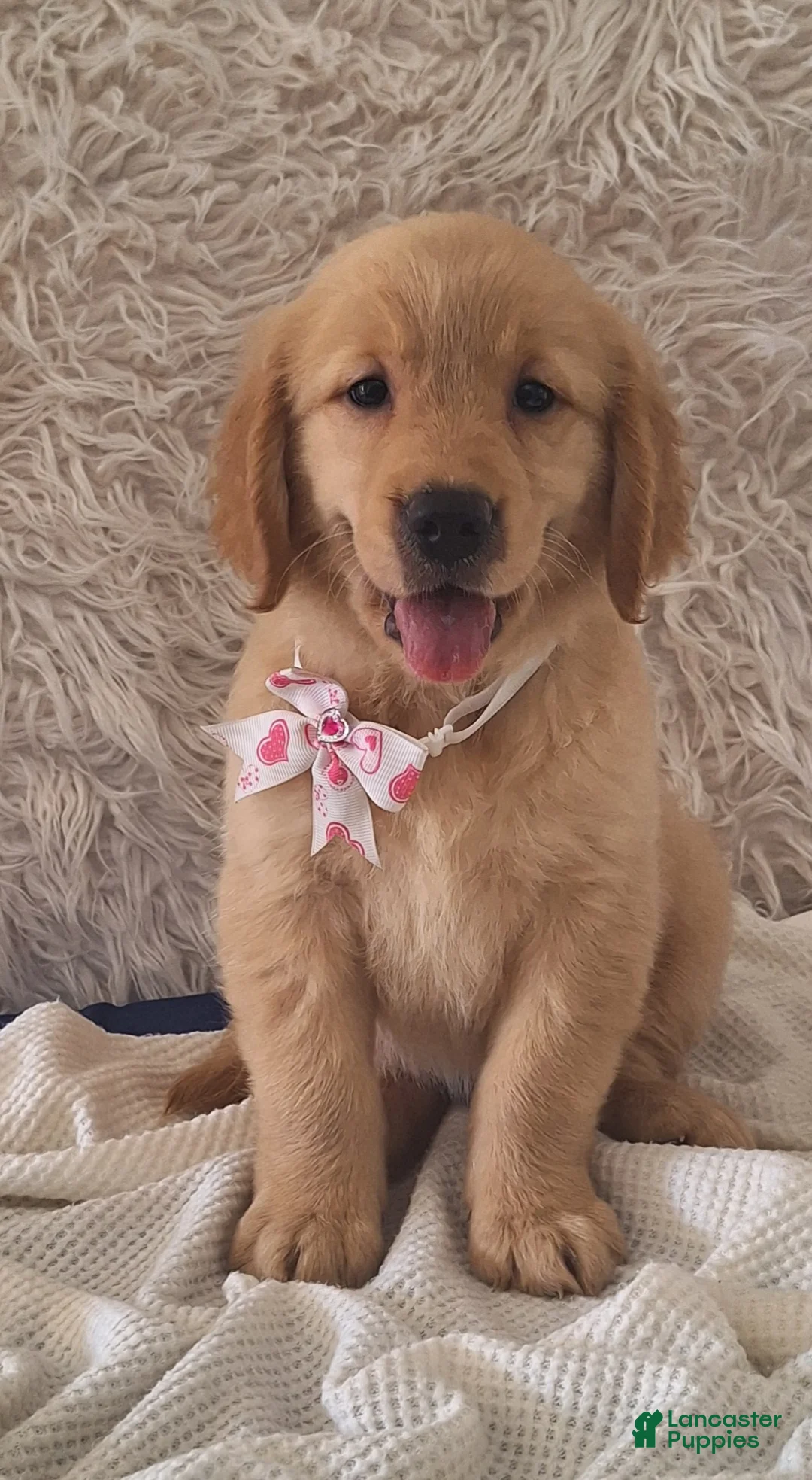 Golden Retriever dogs for sale: Macy - Ad 3