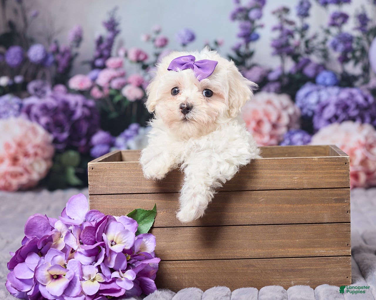 Maltipoo dogs Sally - Ad 1