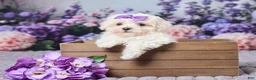 Maltipoo dogs for sale: Sally - Ad 1