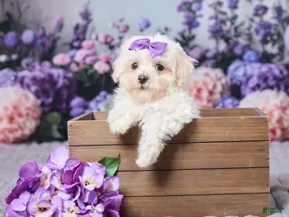 Maltipoo dogs for sale: Sally - Ad 4