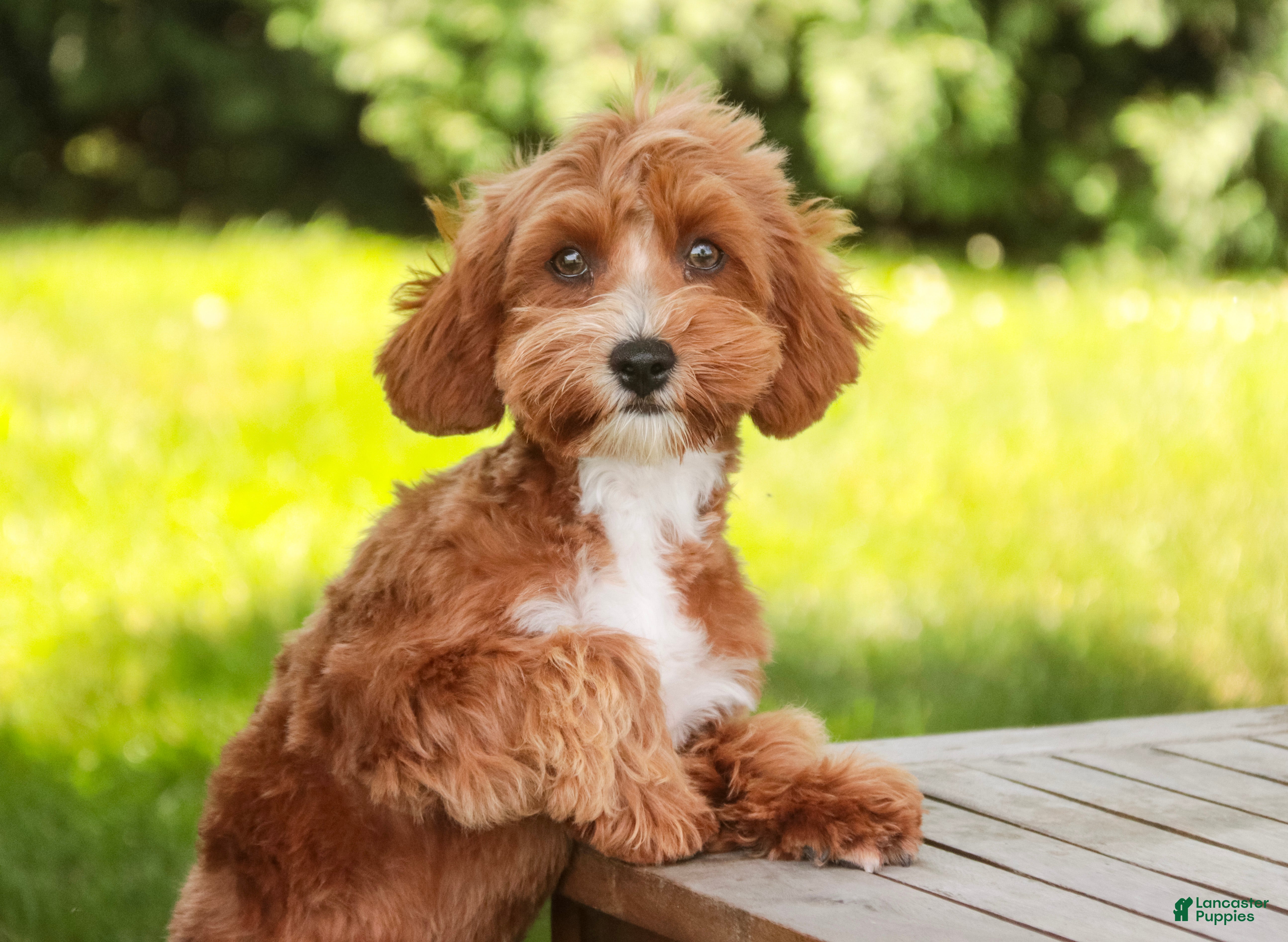 Cavapoo dogs Harper - Ad 1