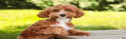 Cavapoo dogs for sale: Harper - Ad 1