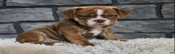 Mixed Breed dogs for sale: River  - Ad 4