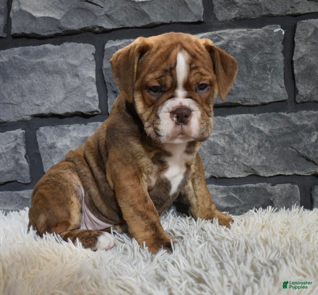 Mixed Breed dogs for sale: River  - Ad 4